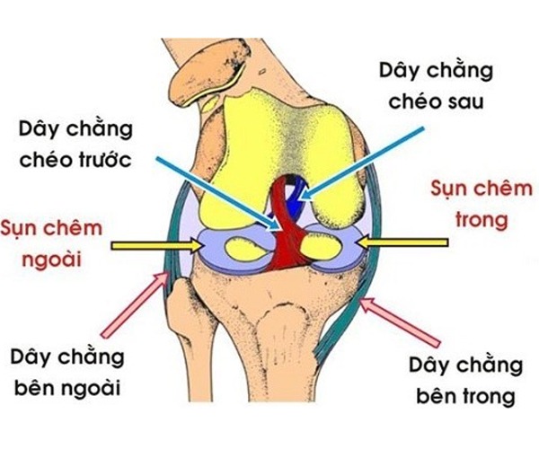 Hình ảnh dây chằng đầu gối