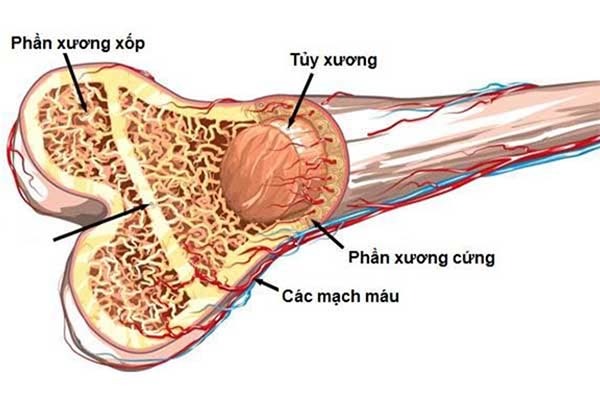 Cấu tạo của xương dài màng xương