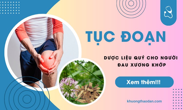 Tục đoạn - Dược liệu quý cho người đau xương khớp  