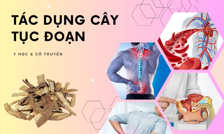 Cây tục đoạn có tác dụng rất tốt trong y học cổ truyền lẫn y học hiện đại