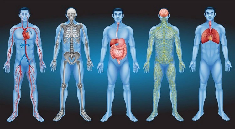 Corticoid có khả năng tham gia vào quá trình chuyển hóa giúp cân bằng trọng lượng cơ thể