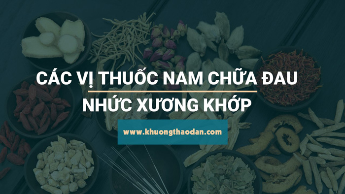 11 loại cây thuốc nam chữa bệnh đau nhức xương khớp cực kỳ hiệu quả