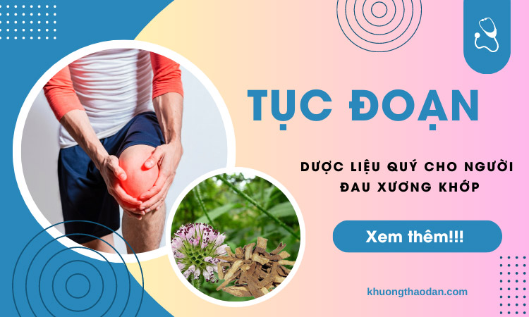 Tục đoạn – Dược liệu quý cho người đau xương khớp