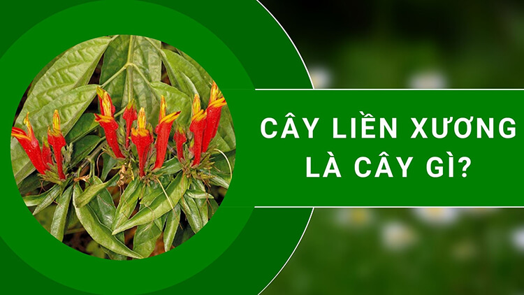 Cây liền xương là cây gì? Chữa gãy xương có thực sự hiệu quả?