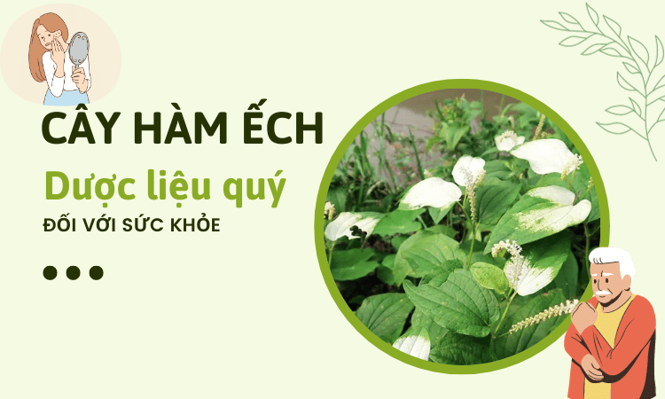 Cây hàm ếch - Dược liệu quý đối với sức khỏe