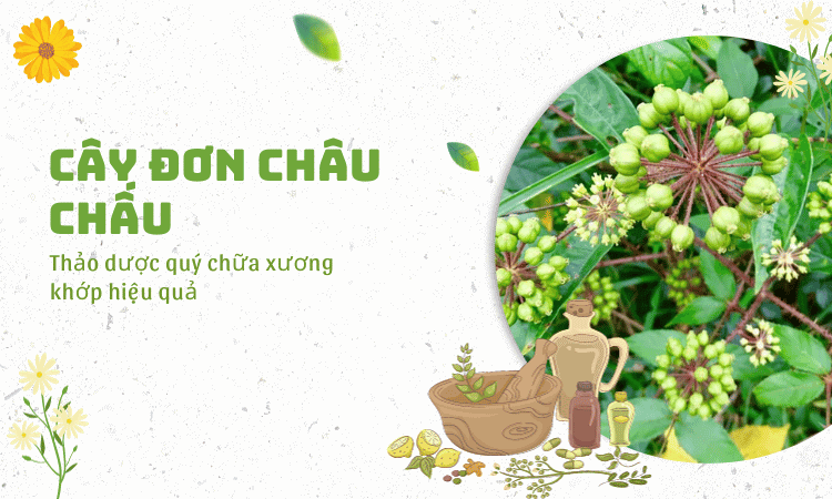 Cây đơn châu chấu - Thảo dược quý chữa xương khớp hiệu quả