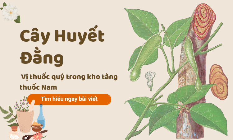 Cây huyết đằng - Vị thuốc quý trong kho tàng thuốc Nam