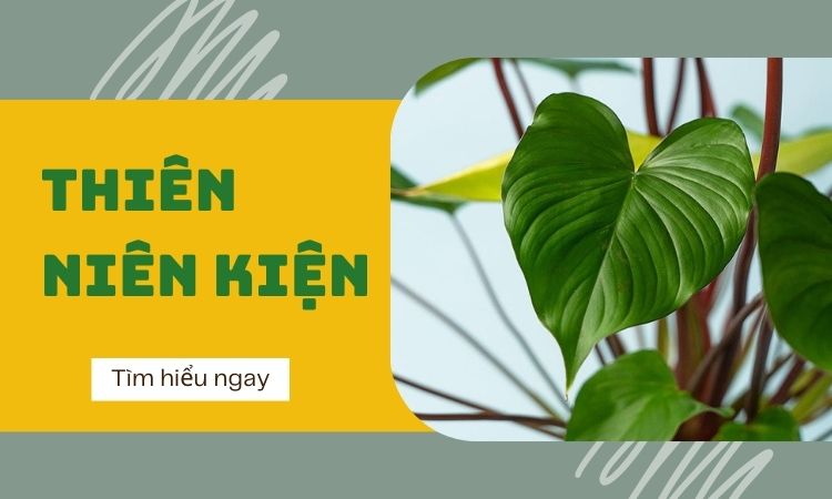 Những công dụng của Thiên niên kiện mà có thể bạn chưa biết