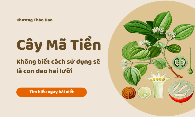 Cây mã tiền - Không biết cách sử dụng sẽ là con dao hai lưỡi