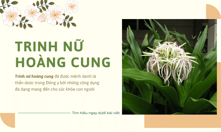 5 công dụng của trinh nữ hoàng cung mà bạn nên biết