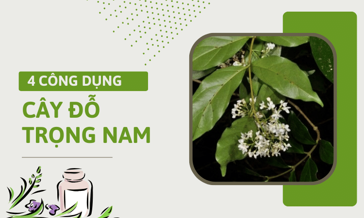 4 công dụng đặc của cây đỗ trọng nam mà bạn không nên bỏ qua