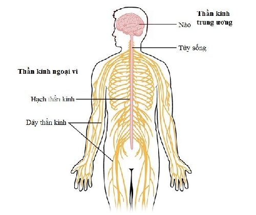 Hình ảnh mình họa vị trí dây thần kinh ngoại biên