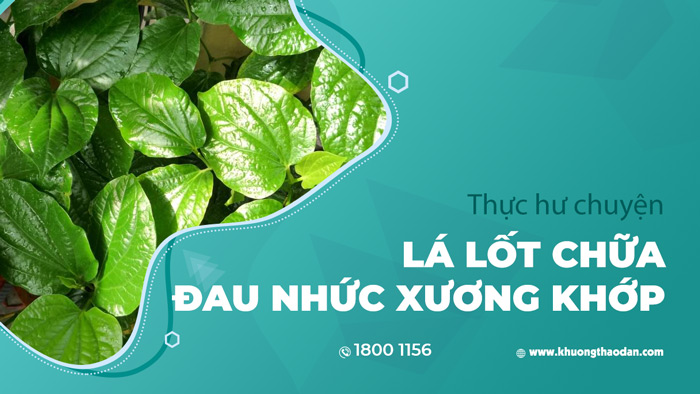 Thực hư chuyện chữa đau nhức xương khớp bằng la lốt