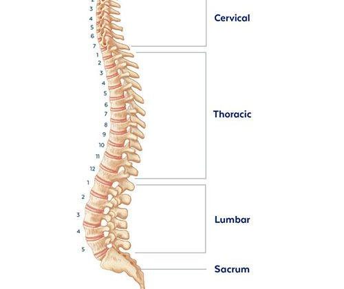 Dấu hiệu thoái hóa cột sống lưng (Ảnh minh hoạ)