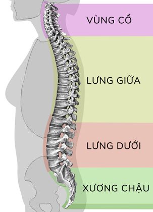 Các vùng của lưng có sự khác nhau về độ cong của cột sống (Ảnh minh họa)