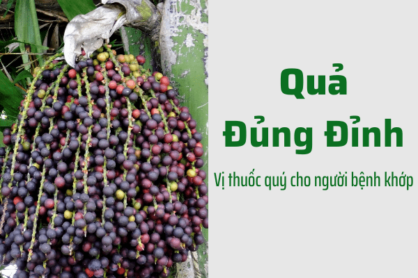 Quả cây Đủng đỉnh (Tên khoa học: Caryota mitis)