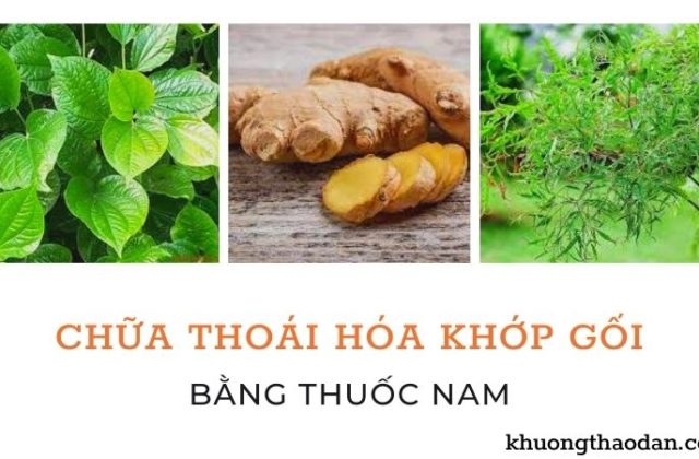 Chữa thoái hóa khớp gối bằng thuốc nam (Ảnh minh hoạ)